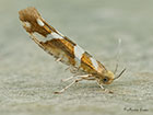  20.012 Argyresthia goedartella Copyright Martin Evans 