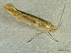  20.012 Argyresthia goedartella Copyright Martin Evans 