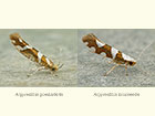  20.012 Argyresthia goedartella and Argyresthia brockeella Copyright Martin Evans 