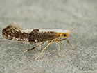  20.018 Argyresthia spinosella Copyright Martin Evans 