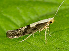 20.019 Argyresthia conjugella Apple Fruit Moth Copyright Martin Evans 