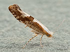  20.021 Argyresthia pruniella Cherry Fruit Moth Copyright Martin Evans 