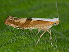  20.021 Argyresthia pruniella Cherry Fruit Mot Copyright Martin Evans 