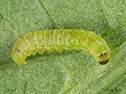  20.022 Argyresthia bonnetella larva 5.5mm Copyright Martin Evans 