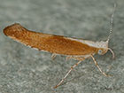  20.023 Argyresthia albistria Copyright Martin Evans 