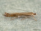  21.001 Lyonetia clerkella Copyright Martin Evans 