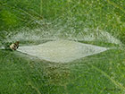  21.004 Leucoptera laburnella cocoon Copyright Martin Evans 
