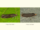  22.002 Prays fraxinella dark form & Prays ruficeps Copyright Martin Evans 