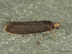  22.003 Prays ruficeps Copyright Martin Evans 