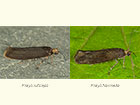  22.003 Prays ruficeps & Prays fraxinella dark form Copyright Martin Evans 