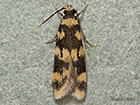  27.002 Oegoconia caradjai Copyright Martin Evans 