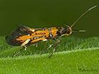  28.003 Schiffermuelleria grandis Copyright Martin Evans   