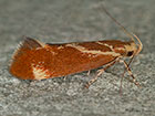  28.008 Metalampra italica Copyright Martin Evans 