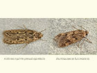  28.010 Hofmannophila pseudospretella and Borkhausenia fuscescens Copyright Martin Evans 