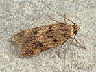  28.012 Borkhausenia fuscescens Copyright Martin Evans 