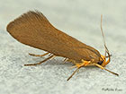  28.014 Crassa unitella Copyright Martin Evans 