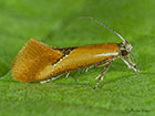   Batia lunaris Copyright Martin Evans 