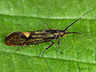  28.019 Esperia sulphurella Copyright Martin Evans  