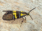  28.020 Dasycera oliviella Copyright Martin Evans 