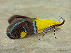  28.021 Oecophora bractella Copyright Martin Evans  