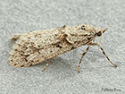  29.001 Diurnea fagella Copyright Martin Evans 