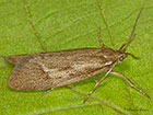  29.002 Diurnea lipsiella Copyright Martin Evans 
