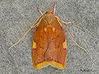  31.001 Carcina quercana Copyright Martin Evans 