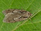  32.001 Semioscopis avellanella Copyright Martin Evans   