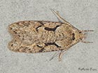  32.002 Semioscopis steinkellneriana Copyright Martin Evans 