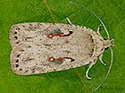  32.031 Agonopterix ocellana Copyright Martin Evans 