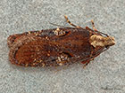  32.008 Agonopterix liturosa Copyright Martin Evans 