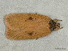  32.015 Agonopterix subpropinquella Copyright Martin Evans 