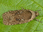  32.018 Agonopterix heracliana Copyright Martin Evans 