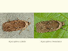  32.019 Agonopterix ciliella and Agonopterix heracliana Copyright Martin Evans 