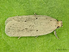  32.023 Agonopterix rotundella Copyright Martin Evans 