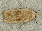  32.024 Agonopterix assimilella Copyright Martin Evans 