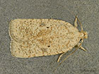  32.025 Agonopterix nanatella Copyright Martin Evans 