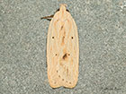  32.026 Agonopterix kaekeritziana Copyright Martin Evans 