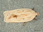  32.026 Agonopterix kaekeritziana Copyright Martin Evans 