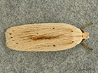  32.028 Agonopterix pallorella Copyright Martin Evans 
