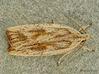  32.030 Agonopterix nervosa Copyright Martin Evans 