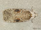  32.031 Agonopterix alstromeriana Copyright Martin Evans  
