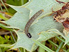  32.034 Agonopterix cnicella larva Copyright Martin Evans 