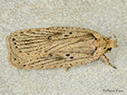  32.035 Agonopterix yeatiana Copyright Martin Evans 