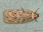 32.036 Depressaria radiella Copyright Martin Evans 