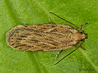  32.039 Depressaria daucella Copyright Martin Evans  