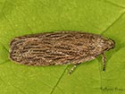  32.039 Depressaria daucella Copyright Martin Evans 