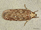  32.044 Depressaria douglasella Copyright Martin Evans 