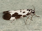  33.002 Ethmia quadrillella  Copyright Martin Evans 