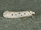  33.004 Ethmia terminella Copyright Martin Evans 